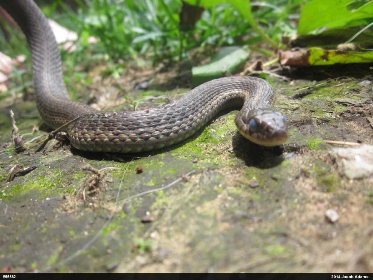 Eastern Gartersnake