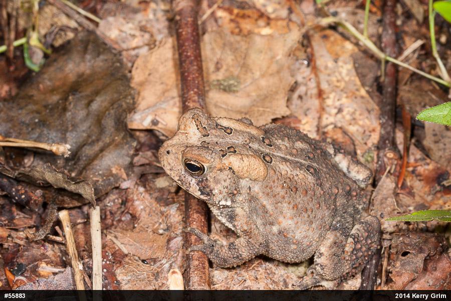 Eastern American Toad