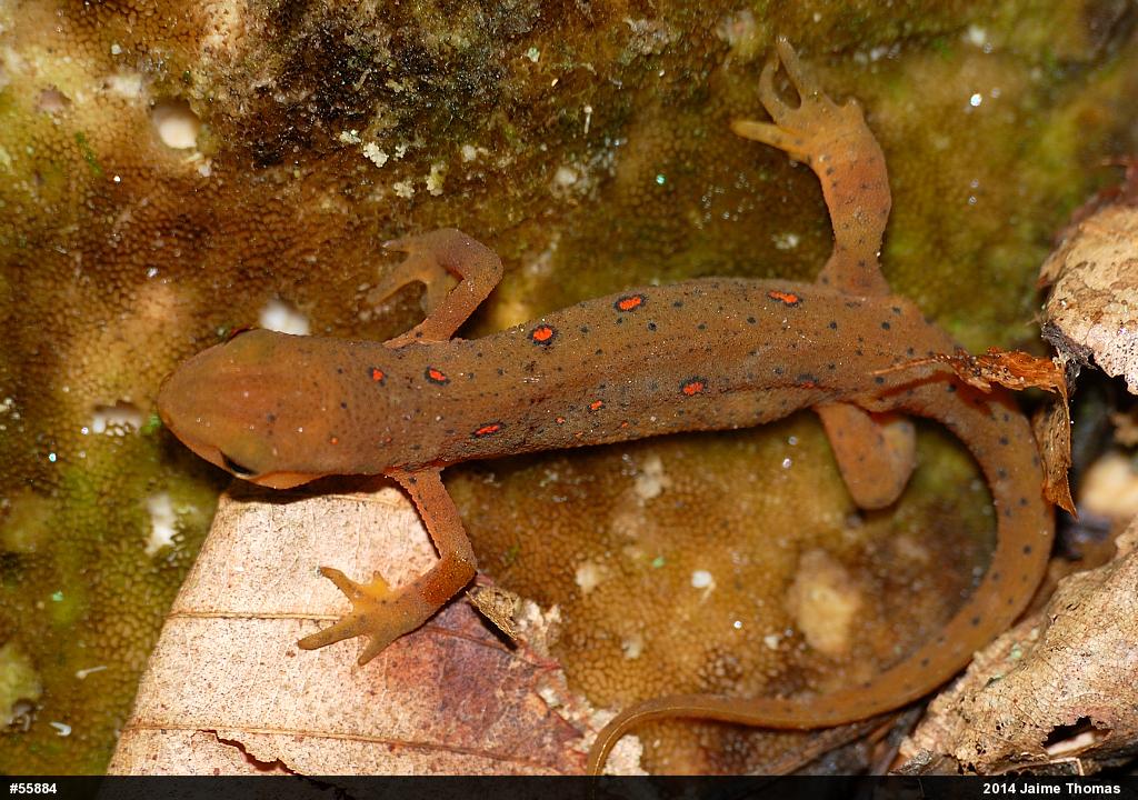 Red-spotted Newt