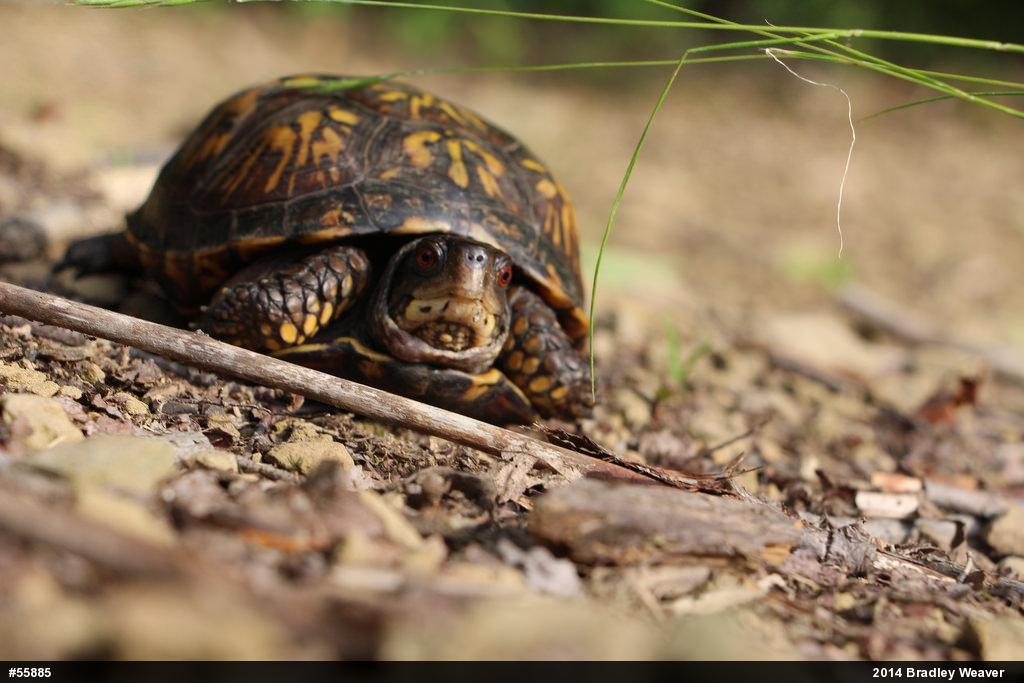 Eastern Box Turtle