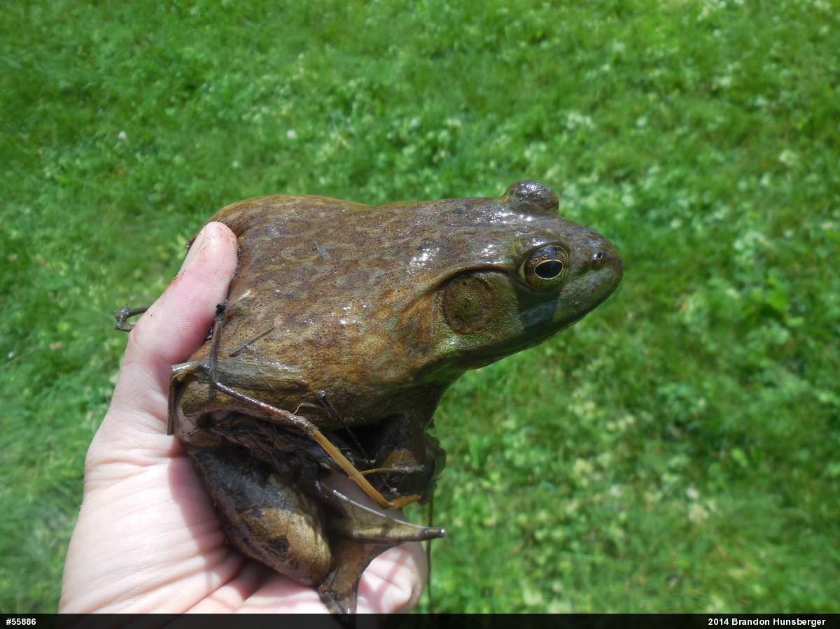 American Bullfrog
