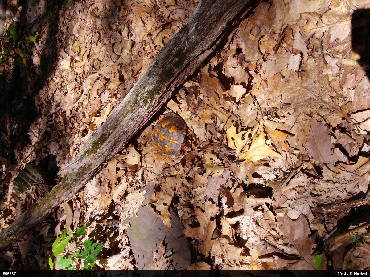 Eastern Box Turtle