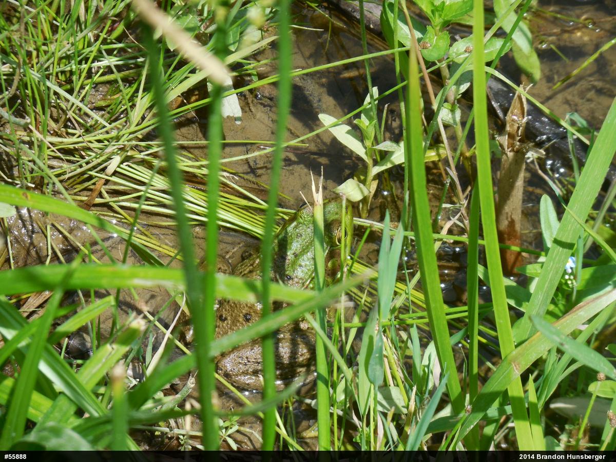 Green Frog