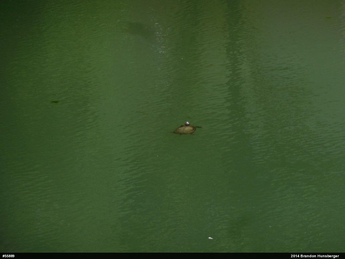 Red-eared Slider