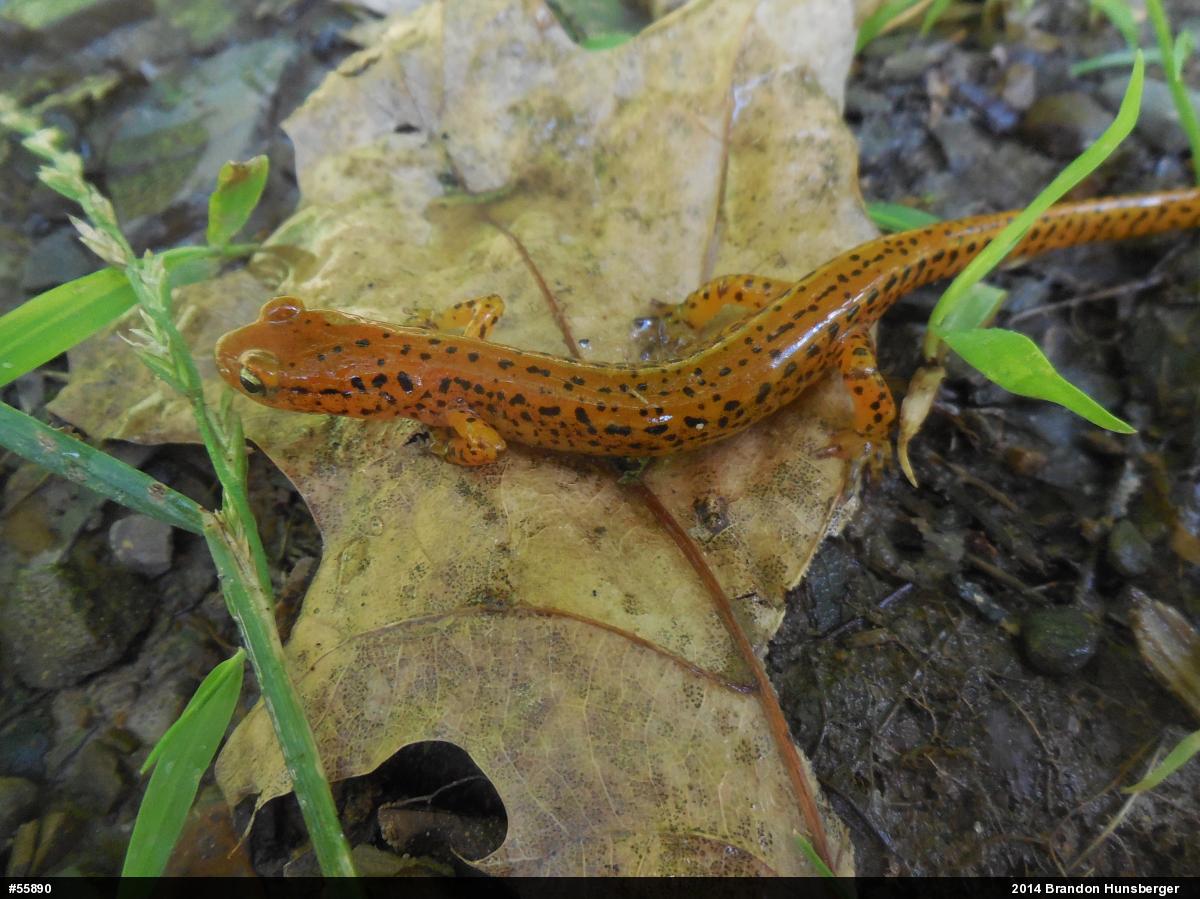 Eastern Long-tailed Salamander