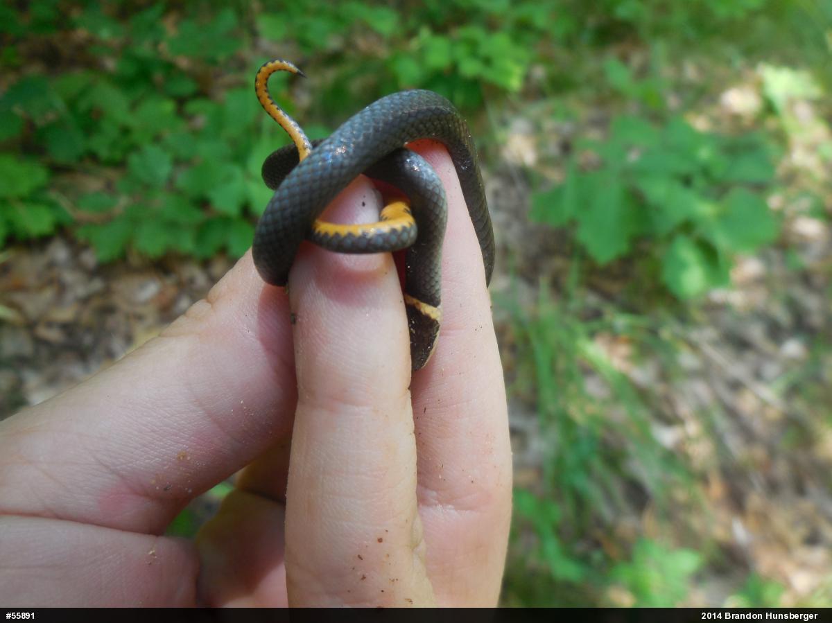 Northern Ring-necked Snake