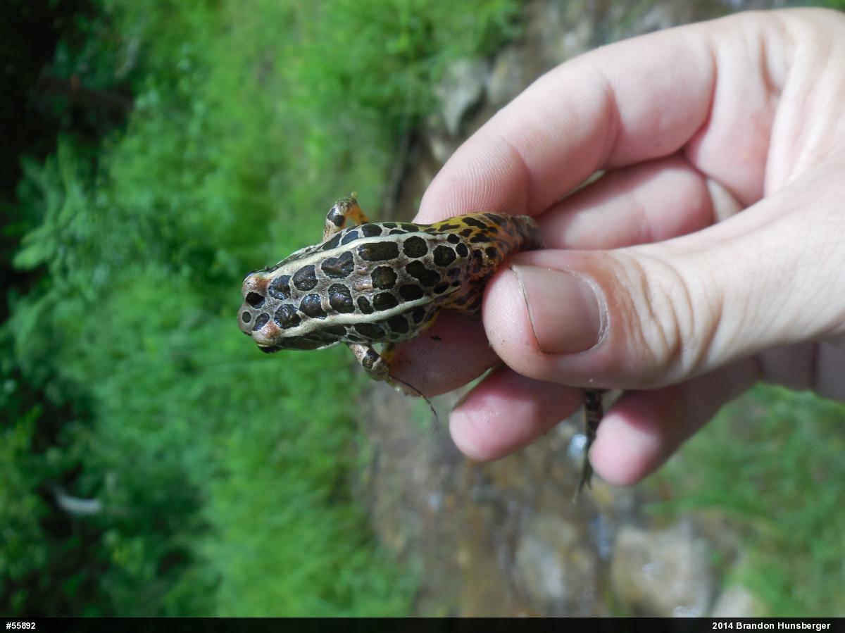 Pickerel Frog