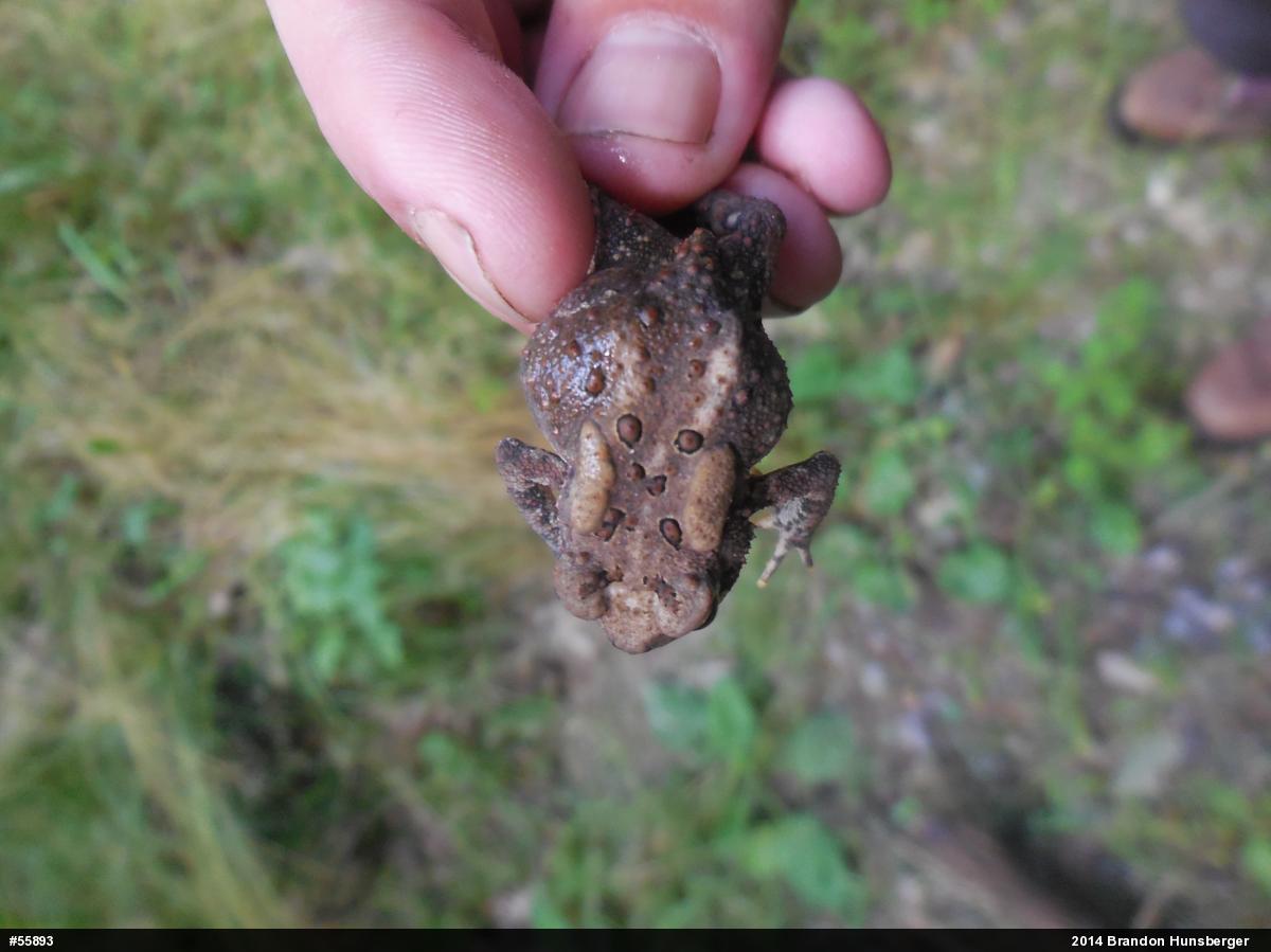Eastern American Toad