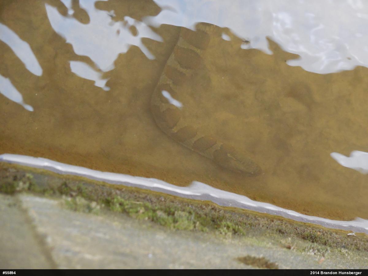 Northern Watersnake