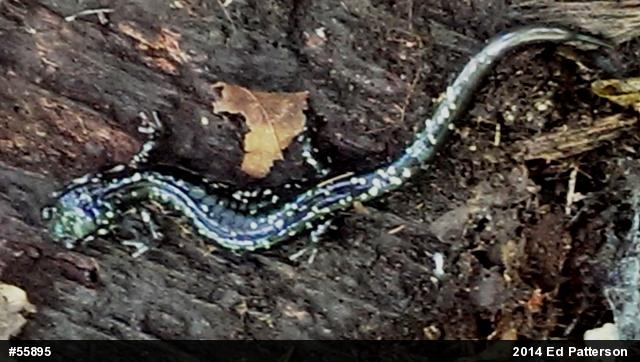 Northern Slimy Salamander