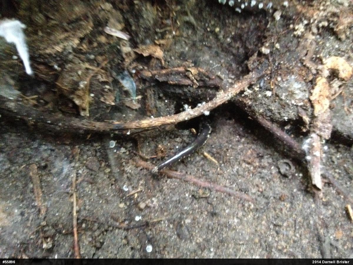 Northern Slimy Salamander