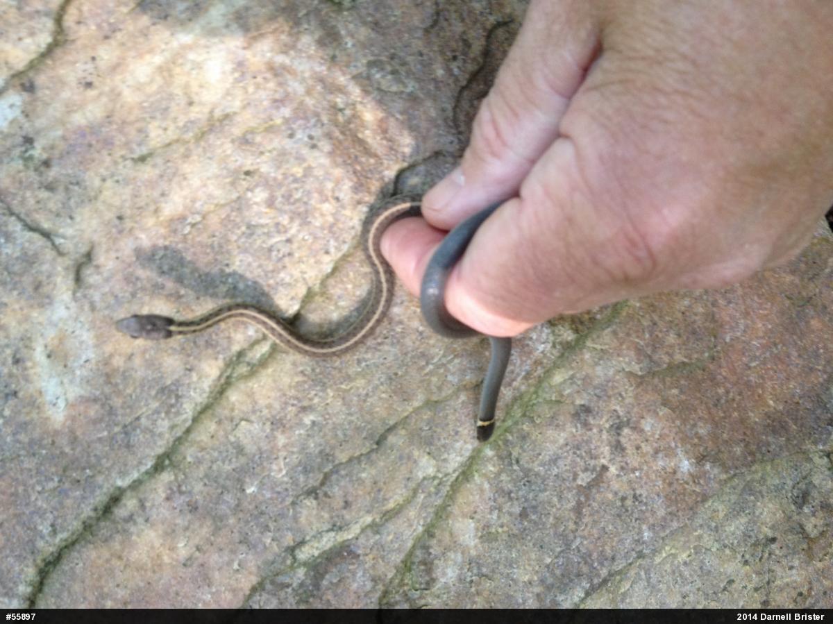 Eastern Gartersnake