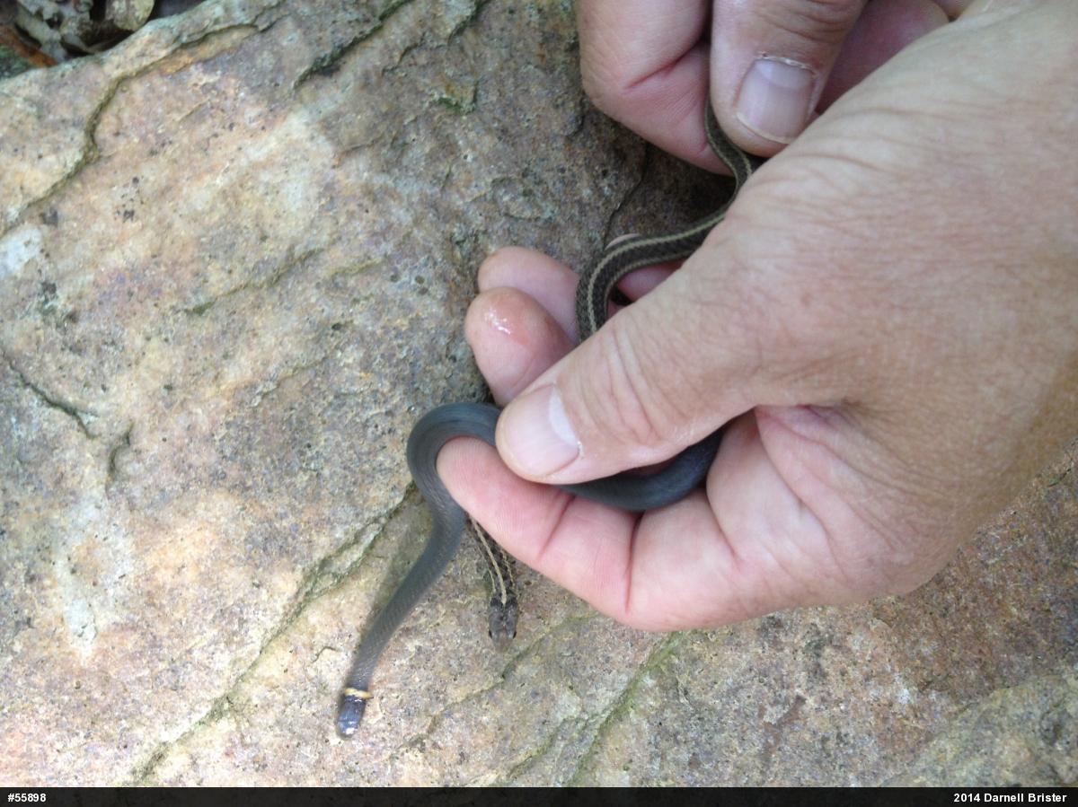 Northern Ring-necked Snake