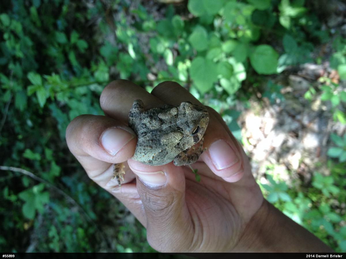 Eastern American Toad