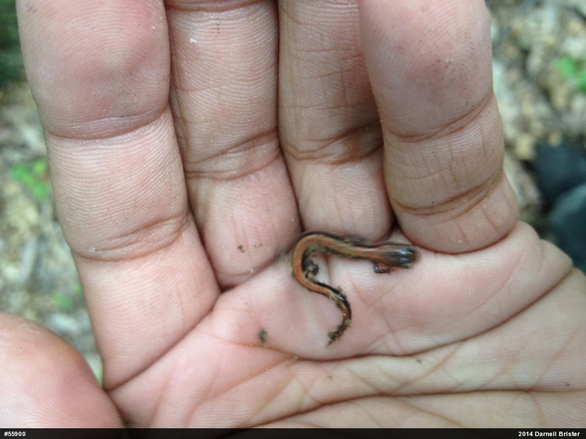 Eastern Red-backed  Salamander