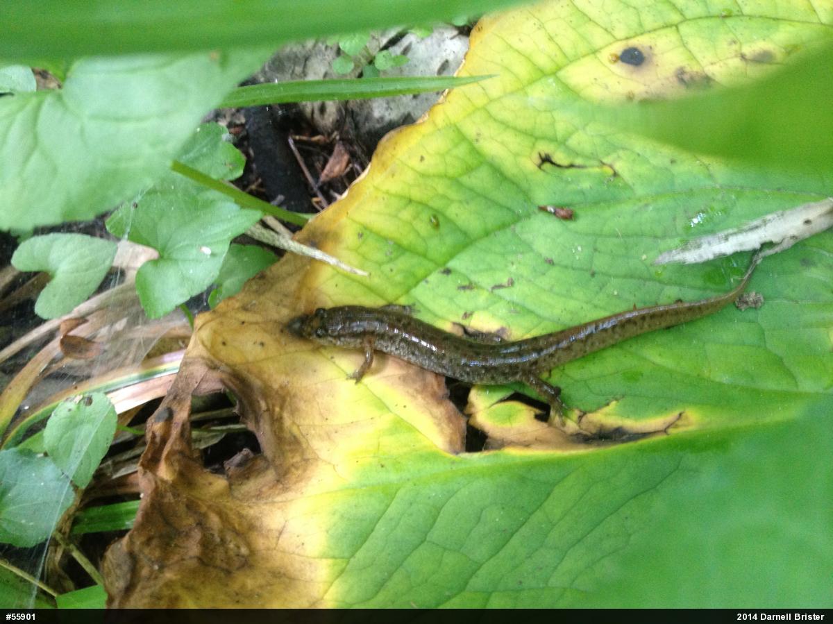 Northern Dusky Salamander