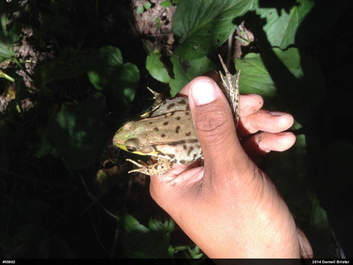 Green Frog