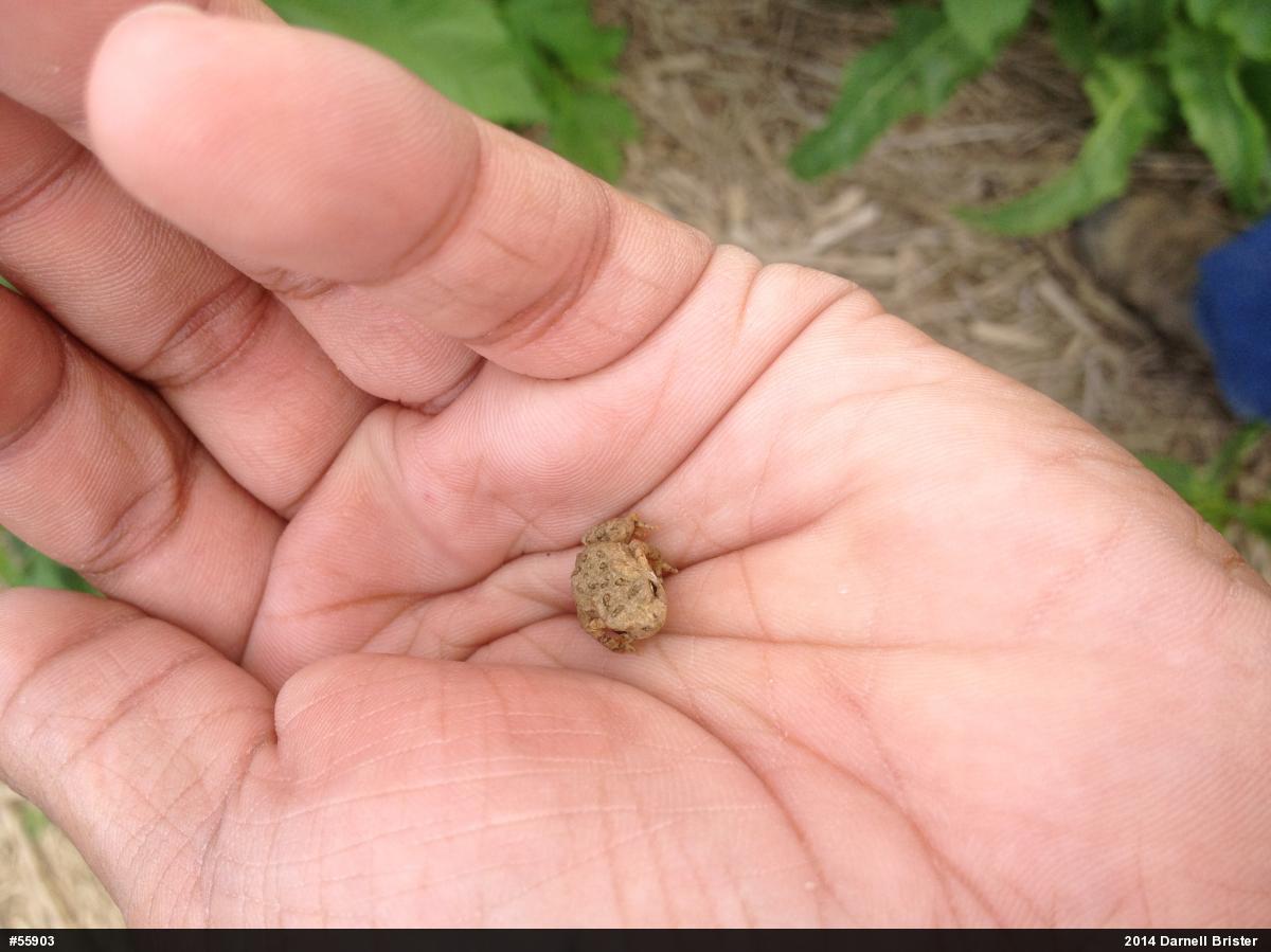True Toads