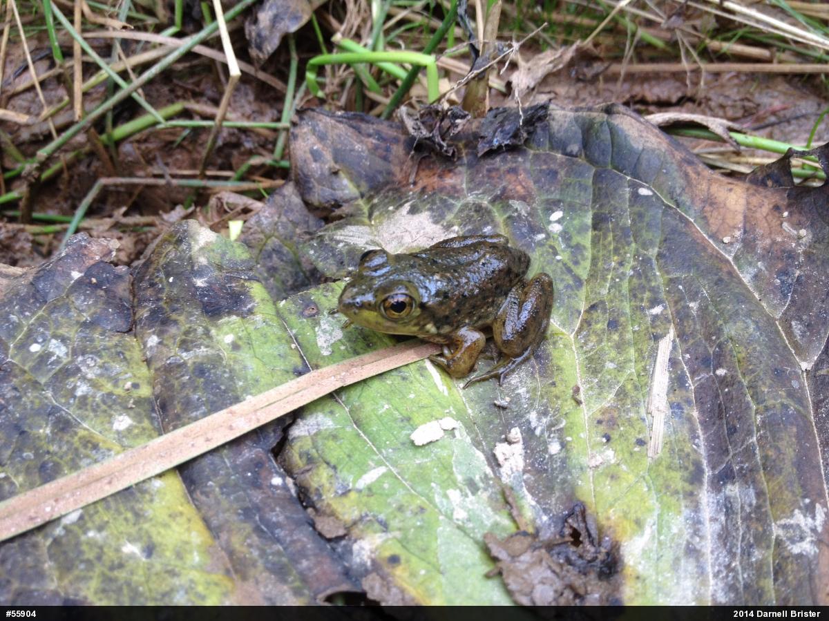 American Bullfrog