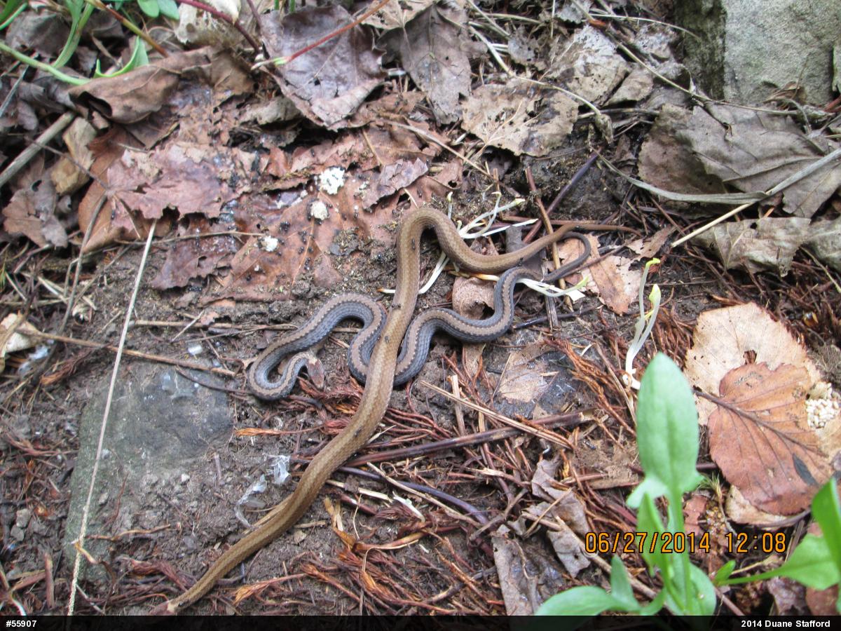 Red-bellied Snake