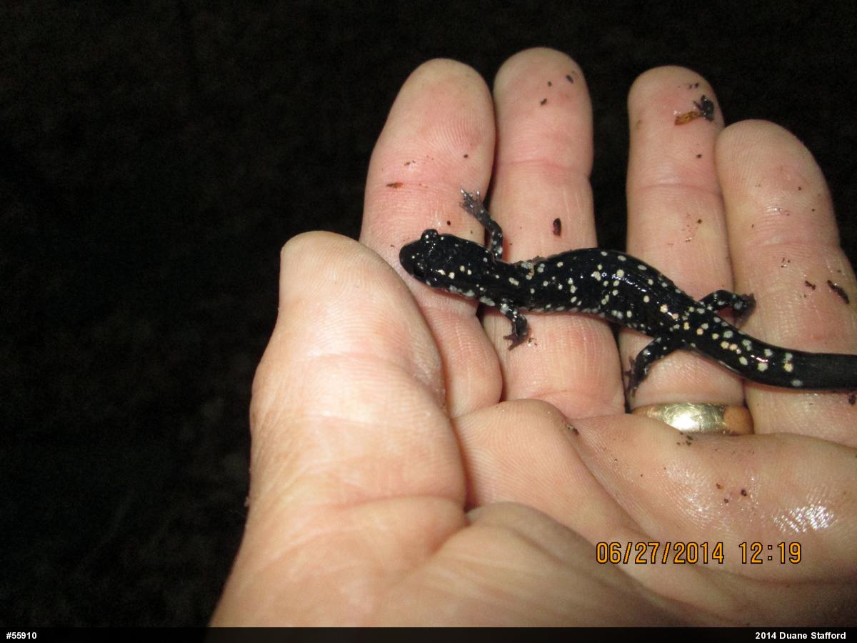 Northern Slimy Salamander