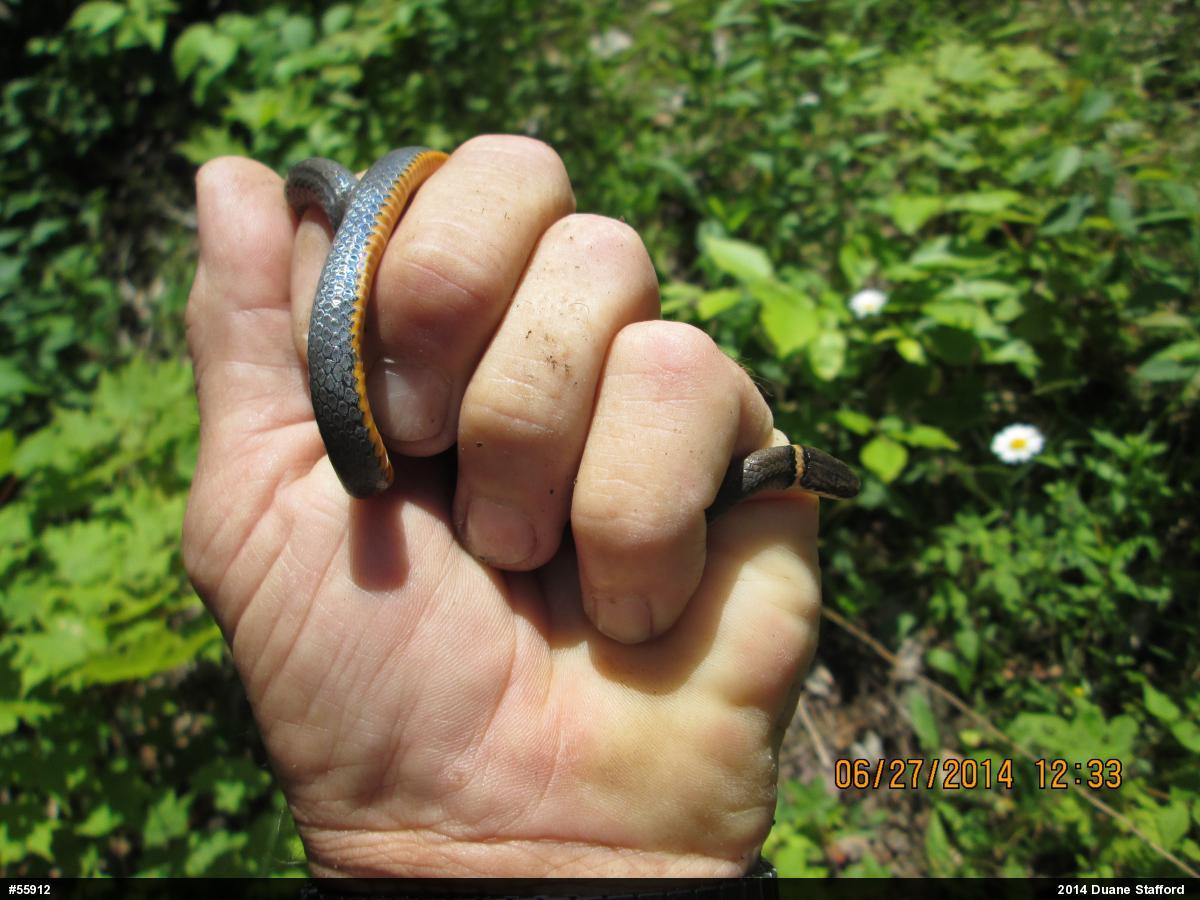 Northern Ring-necked Snake