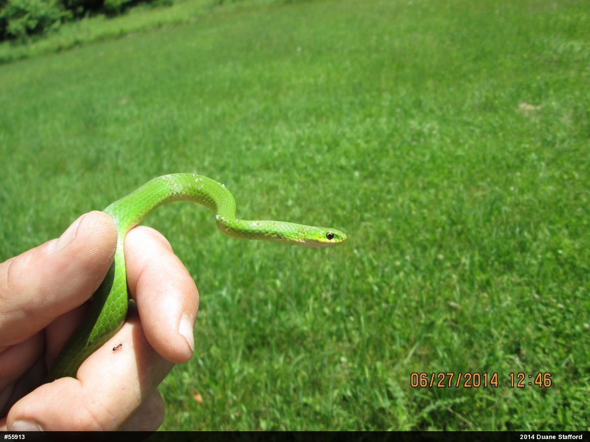 Smooth Greensnake