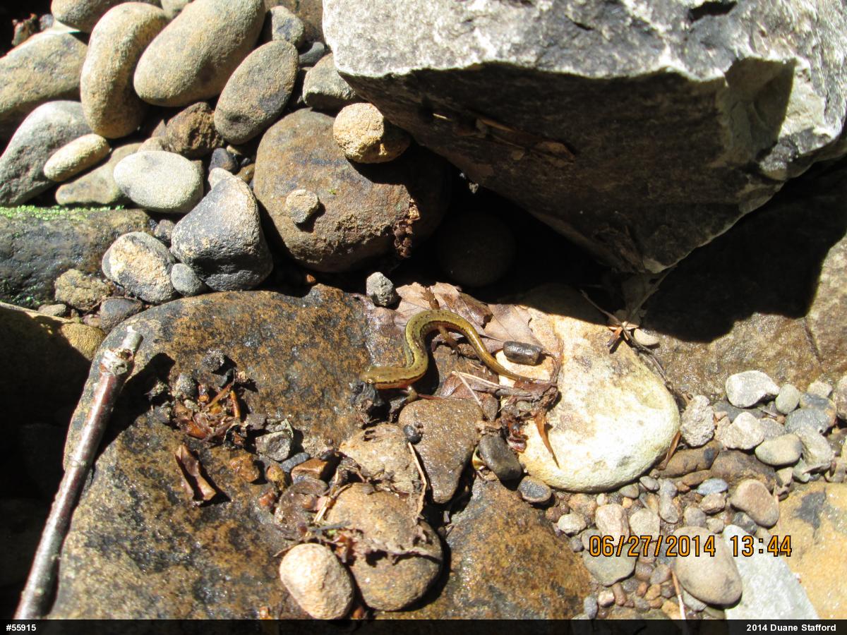 Northern Two-lined Salamander