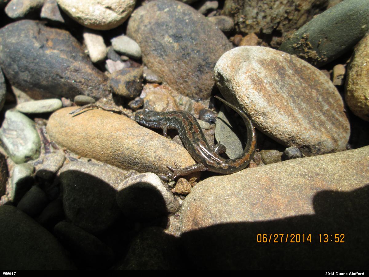 Northern Dusky Salamander