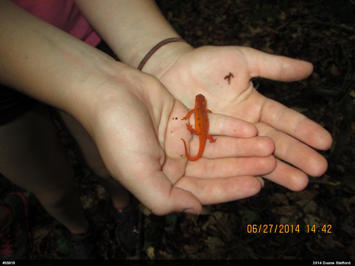 Red-spotted Newt