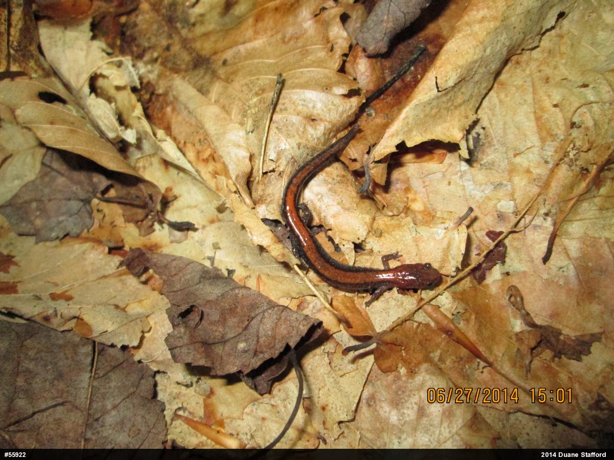 Eastern Red-backed  Salamander