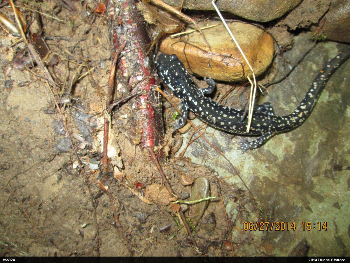 Northern Slimy Salamander