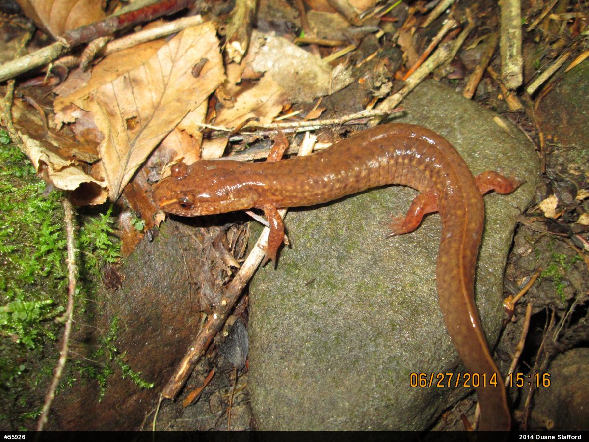 Northern Spring Salamander