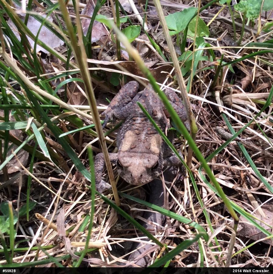 Eastern American Toad