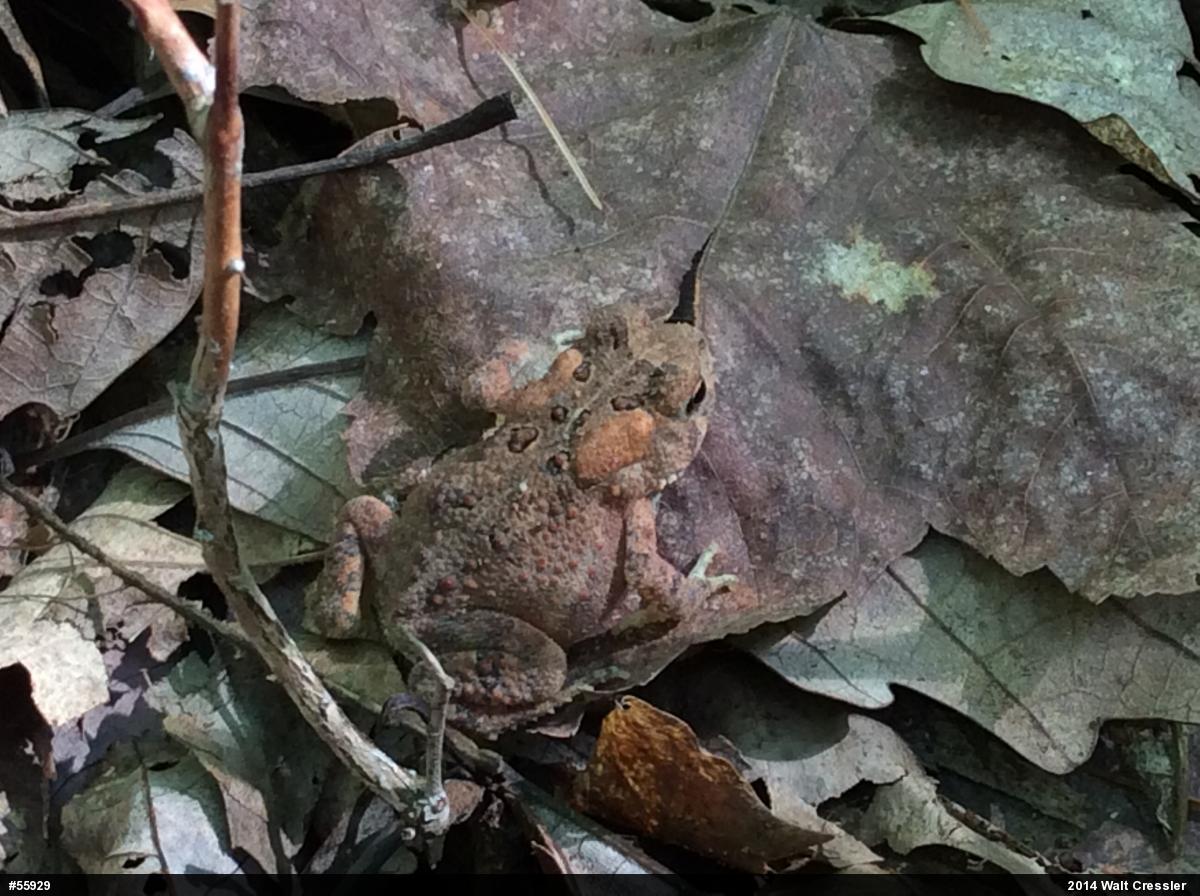 Eastern American Toad