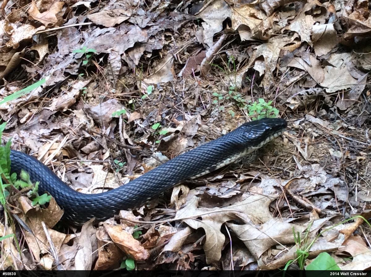 Eastern Ratsnake
