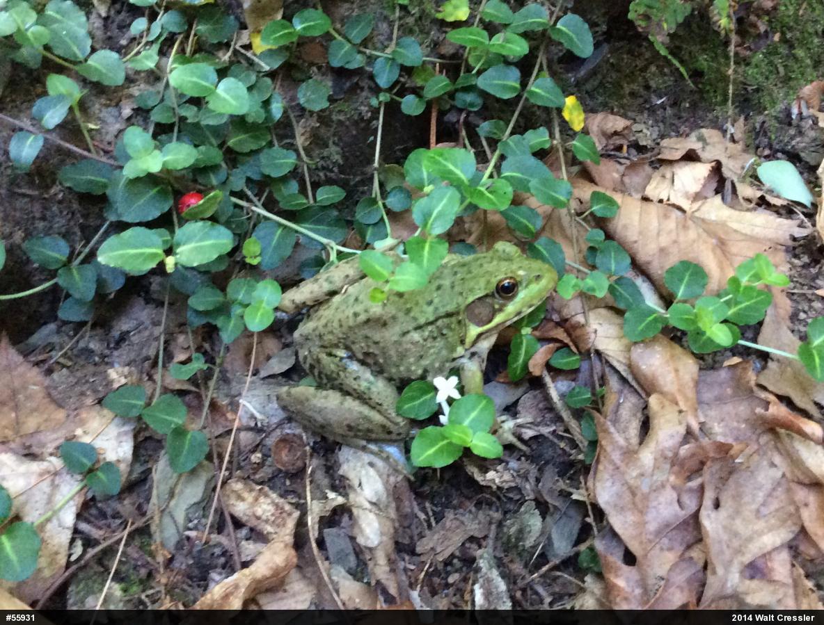 Green Frog