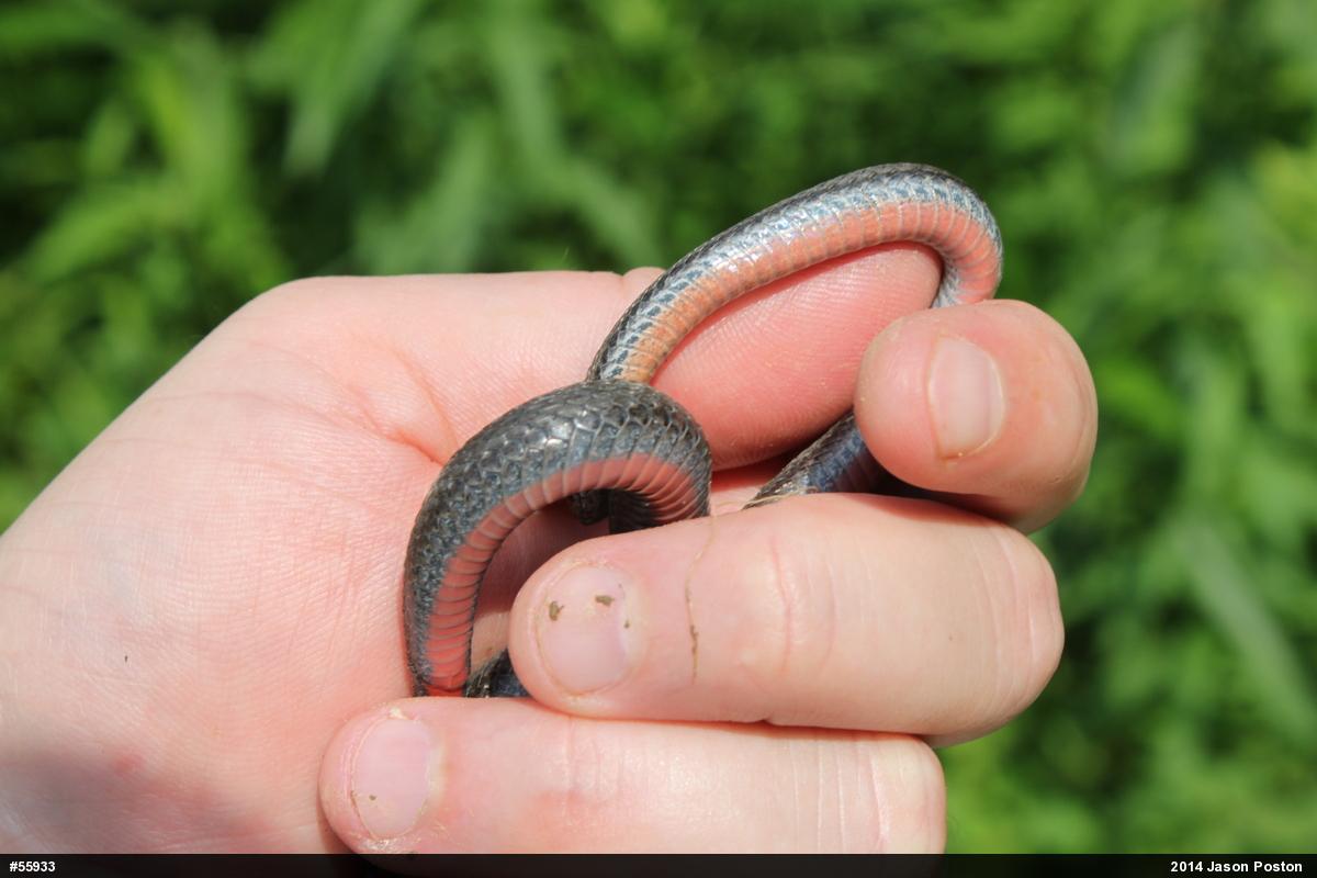 Red-bellied Snake