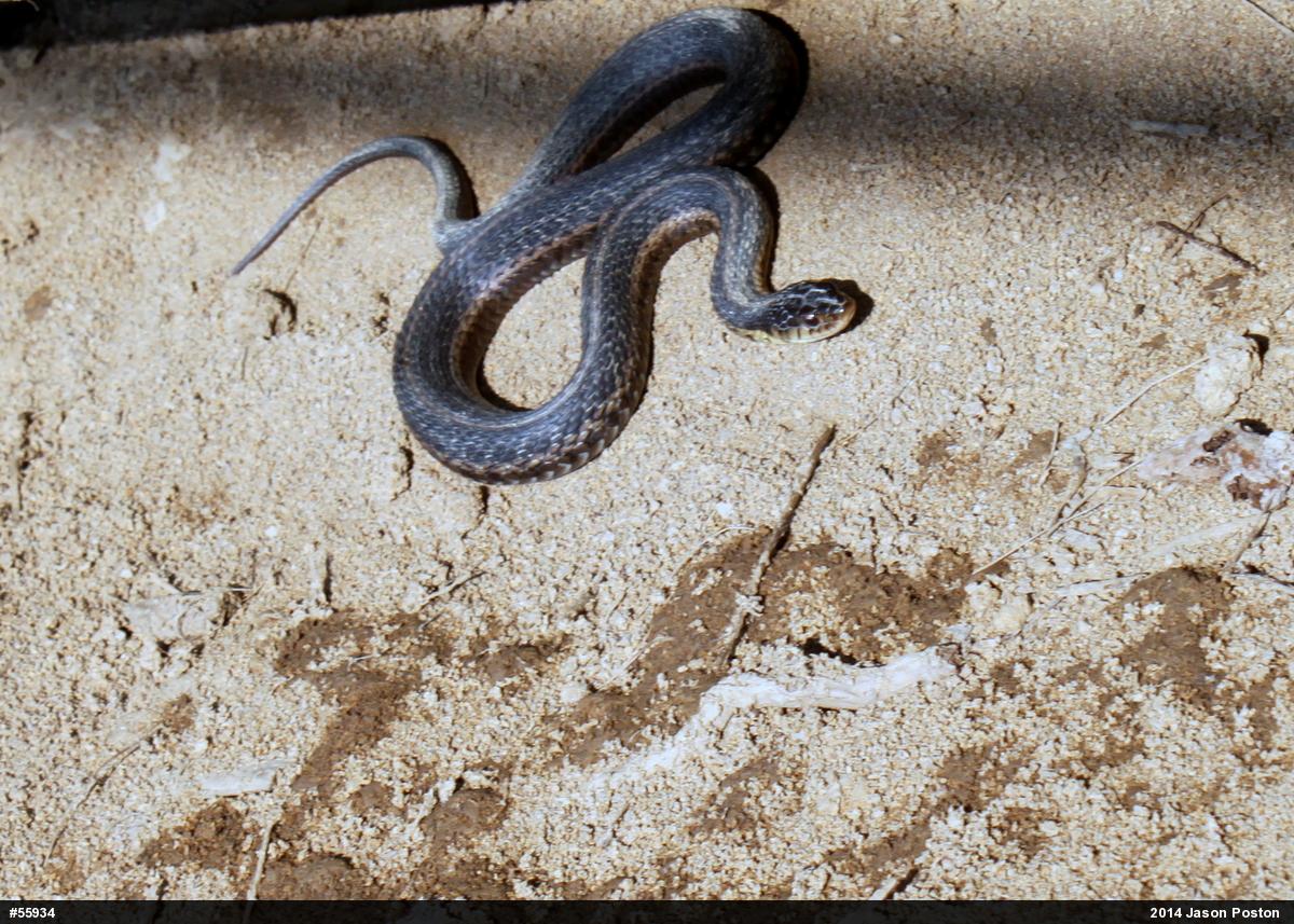 Eastern Gartersnake