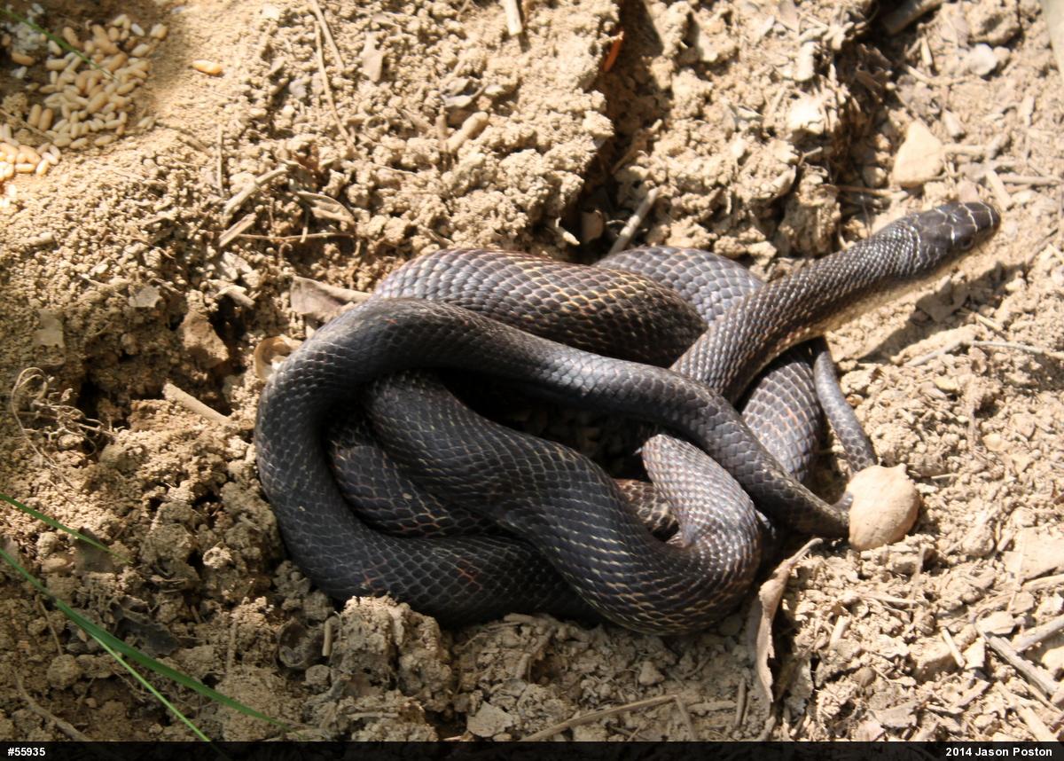 Eastern Ratsnake
