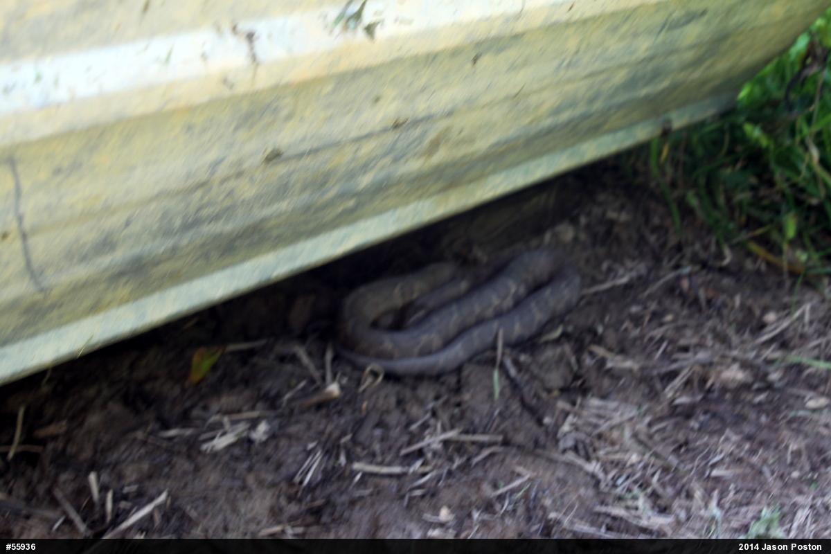 Northern Watersnake