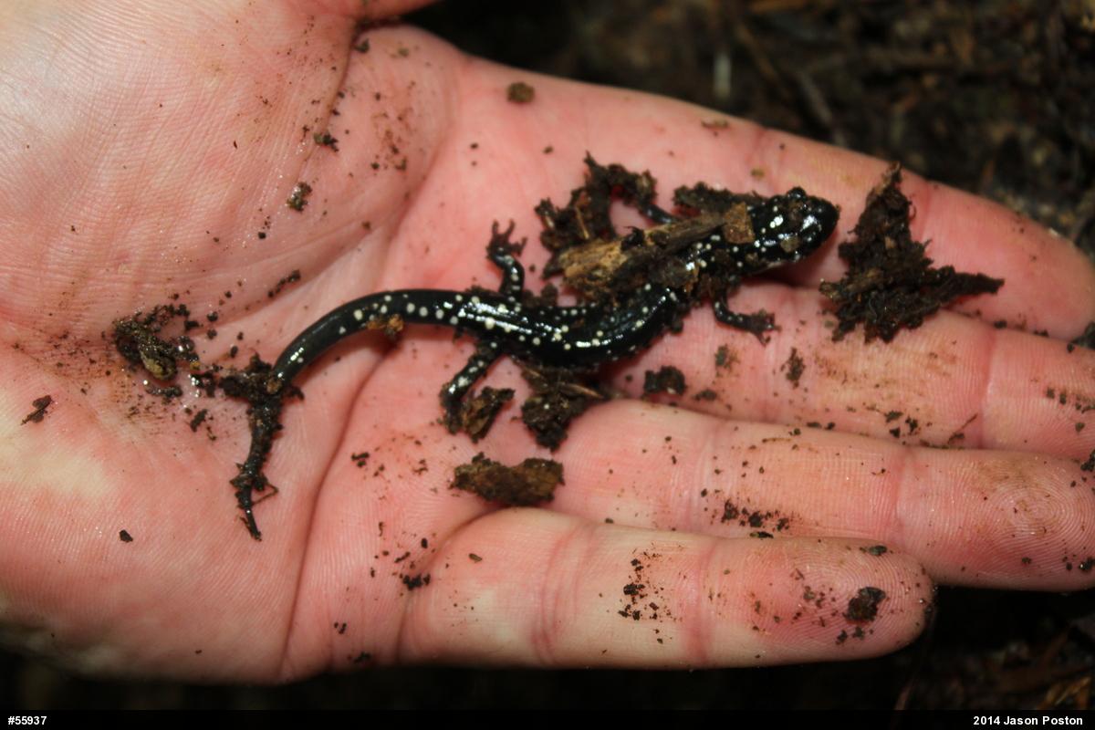 Northern Slimy Salamander