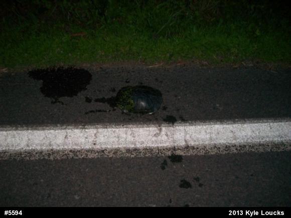 Pond Slider
