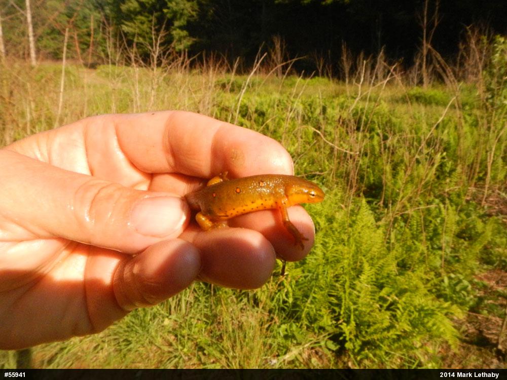 Red-spotted Newt