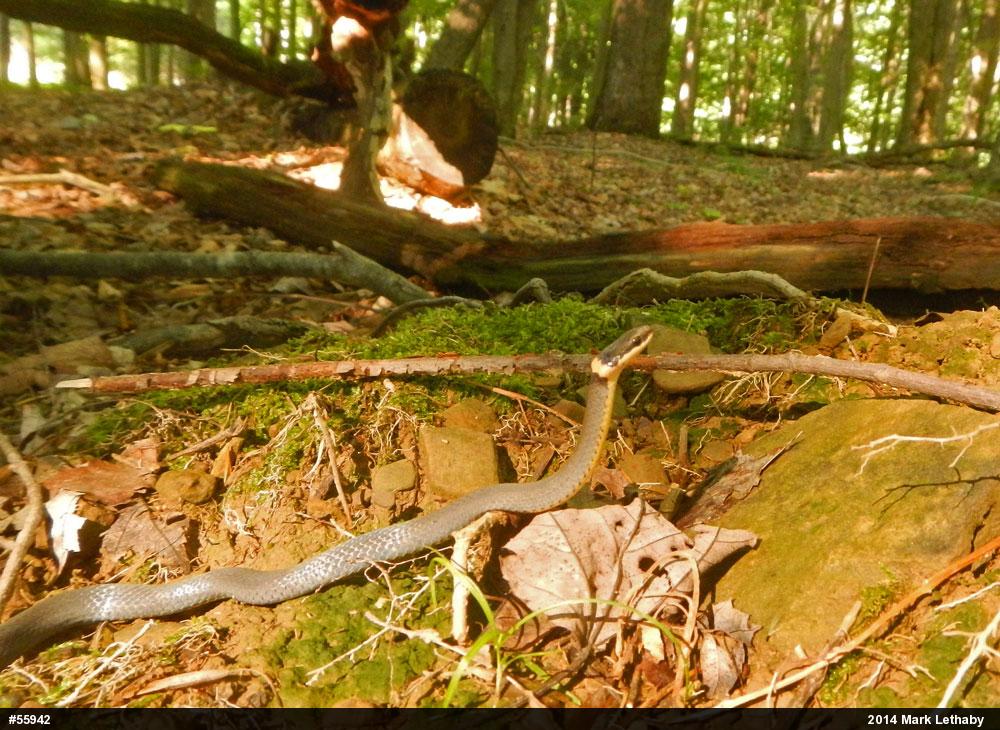 Northern Ring-necked Snake