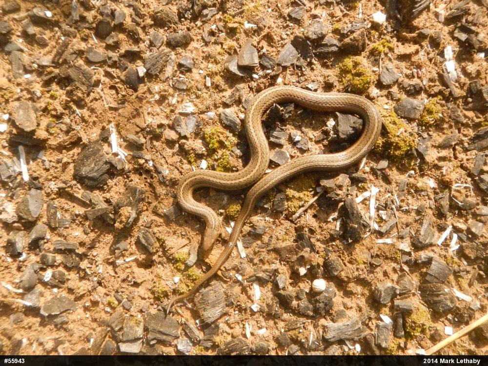 Shorthead Gartersnake