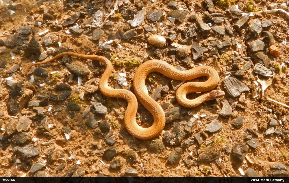 Red-bellied Snake