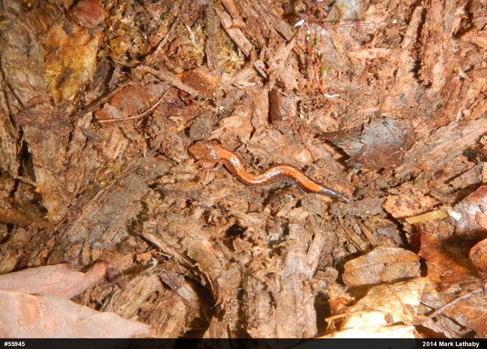 Eastern Red-backed  Salamander