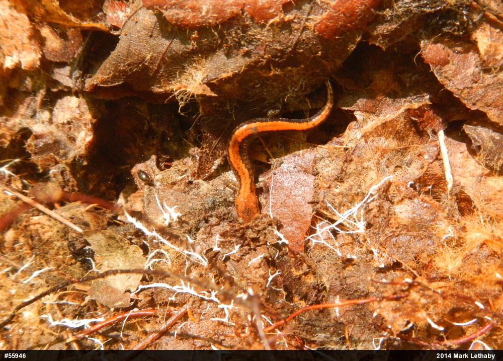 Eastern Red-backed  Salamander