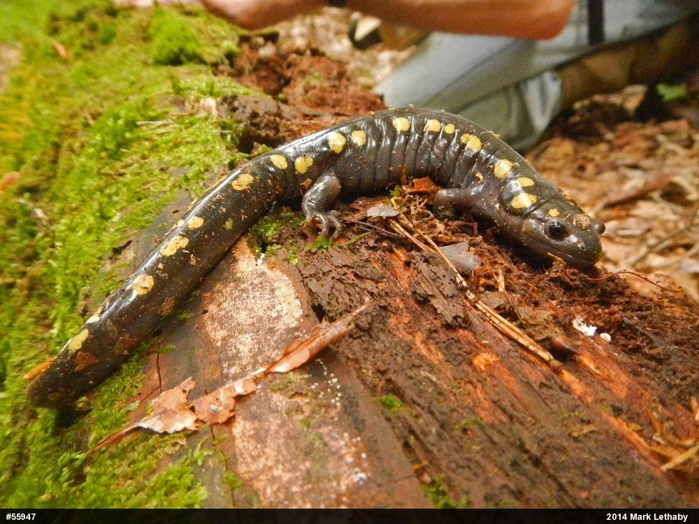 Spotted Salamander